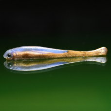 Smáčik REDBASS SSF 3 - 77 mm