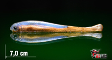 Smáčik REDBASS SSF 3