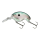 Gizzard Shad