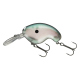 Gizzard Shad