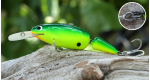 Color: BBCH